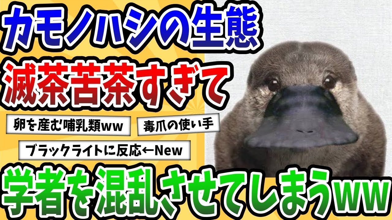 【2ch動物スレ】カモノハシとかいう生態が意味不明な生物www&rarr;めちゃくちゃすぎて学者を混乱させてしまうwww