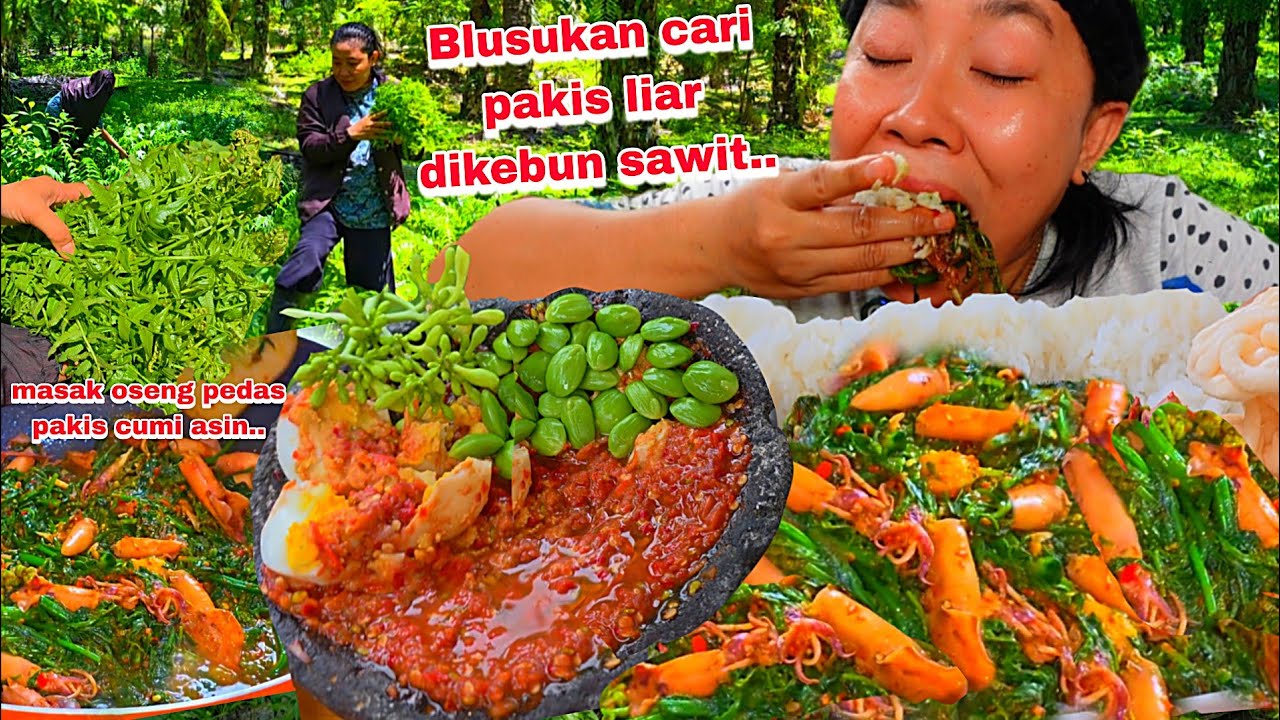 BLUSUKAN CARI PAKIS DIKEBUN SAWIT ,MASAK OSENG PAKIS CUMI ASIN .MAKAN JADI LAHAB🤤‼️
