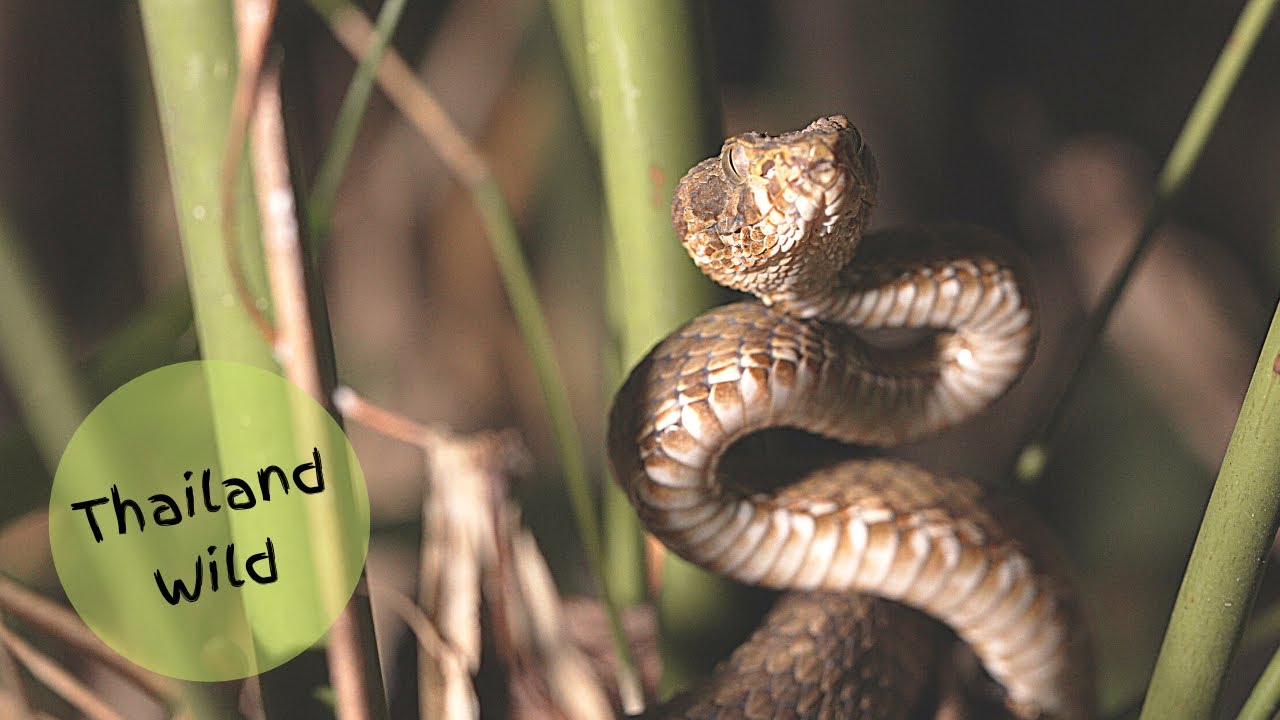 Kanburi Pit Viper - Trimeresurus kanburiensis (งูหางแฮ่มกาญจน์) in Kanchanaburi, Thailand