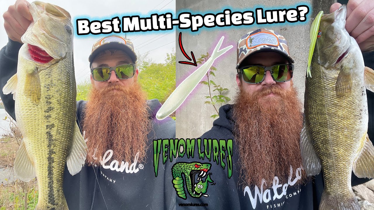 Best LURE EVER for all Bass Species?? | Venom Lures Skip Shad | Soft Jerkbait Fishing | Bank Fishing