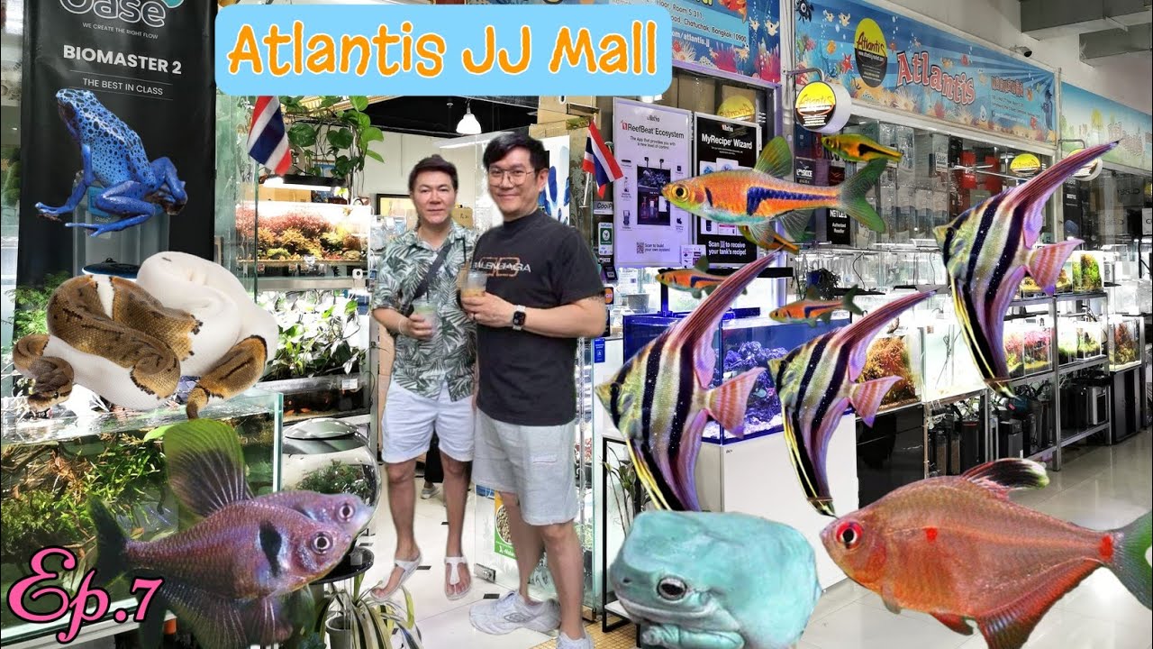 Atlantis​ JJ​ Mall​ (ปลา​สวยงาม,ไม้น้ำ & สัตว์​ Exotic)​🐟🐢🐍Ep.7 