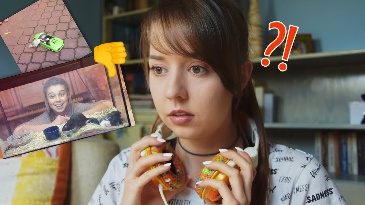 Potkan v domě | Reakce