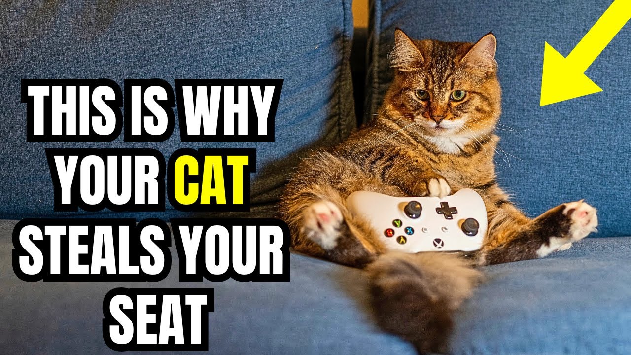 If Your Cat Steals Your Seat, Here Are 11 Things They’re Telling You.