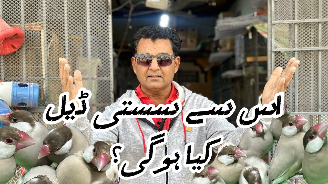 Sasti Deal Lelo | Parinda Party & Others | 03/01/26 | North Karachi