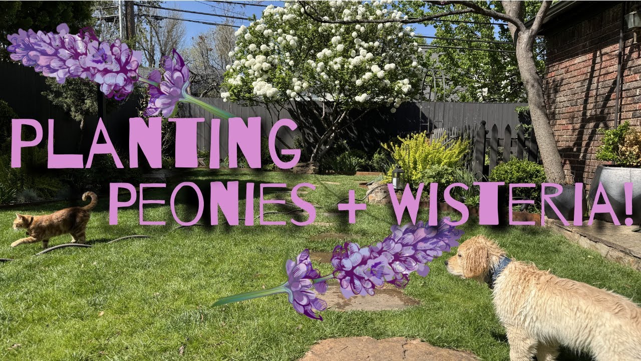 Peony + Wisteria Planting! 🌱