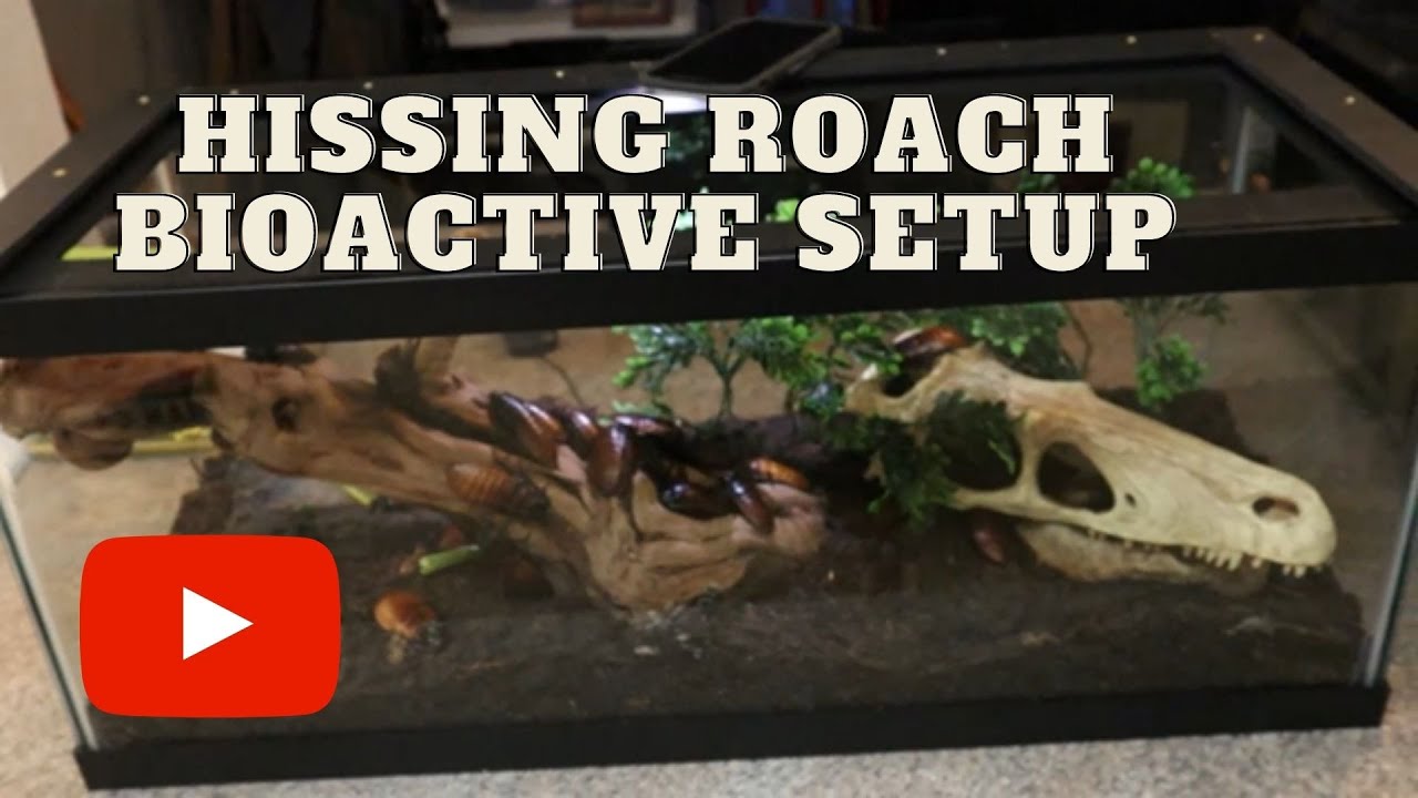 Hissing Roach Set Up!