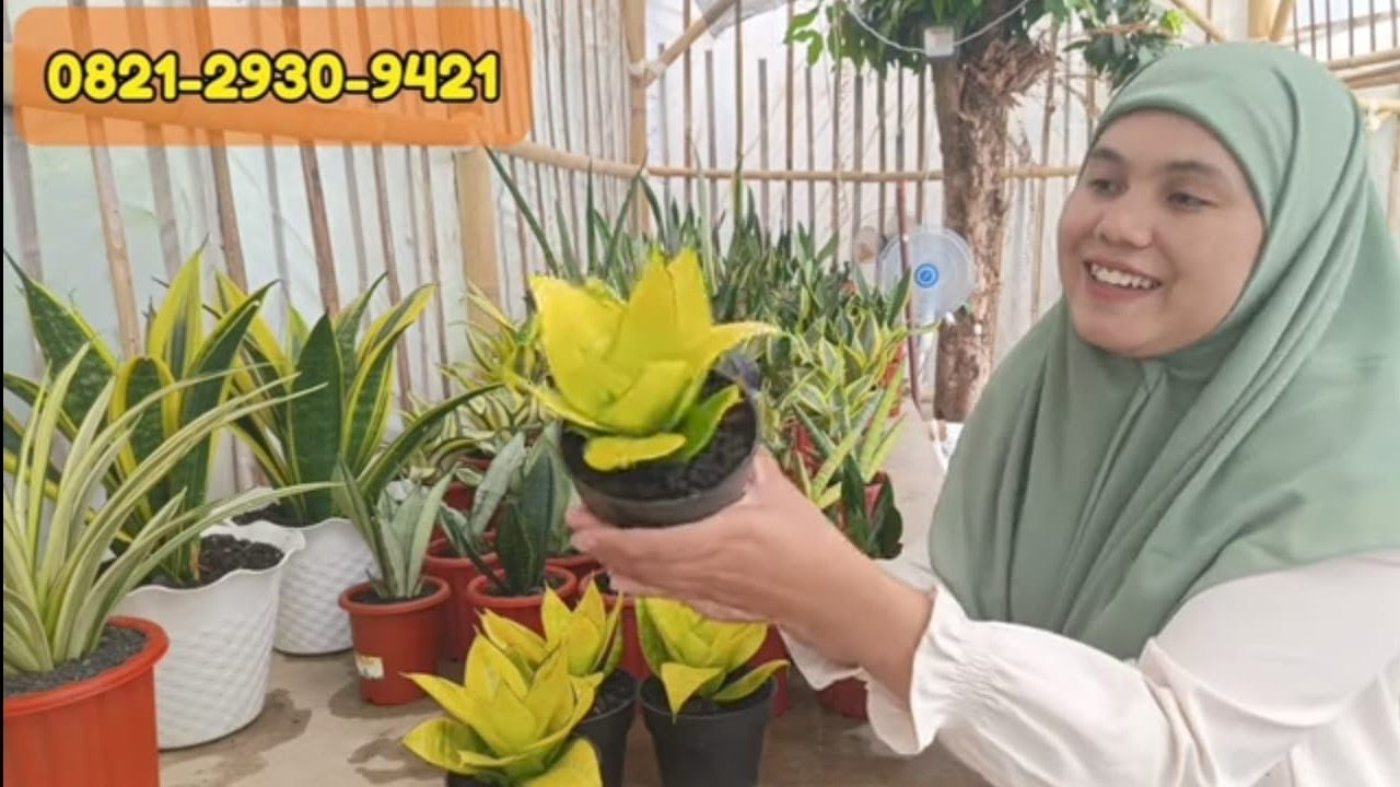 Stok sansevieria terbaru, ada gold flame besar ❗❗❗