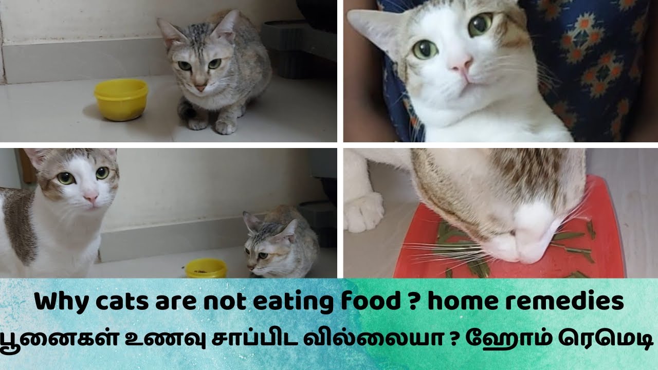 Why cats are not eating food ? home remedies 😺 பூனைகள் உணவு சாப்பிட வில்லையா ? ஹோம் ரெமெடி