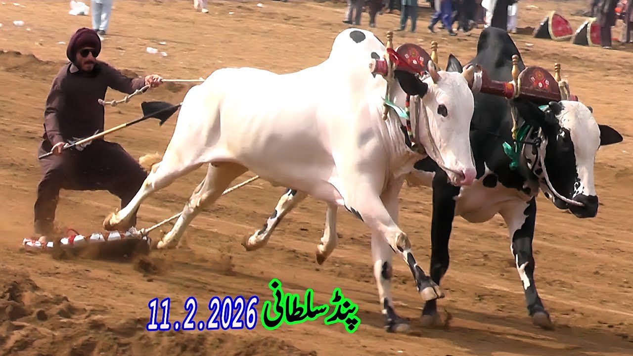 Highlights  Bull Race Pind Sultani 11 2 2026 Qaze Jee