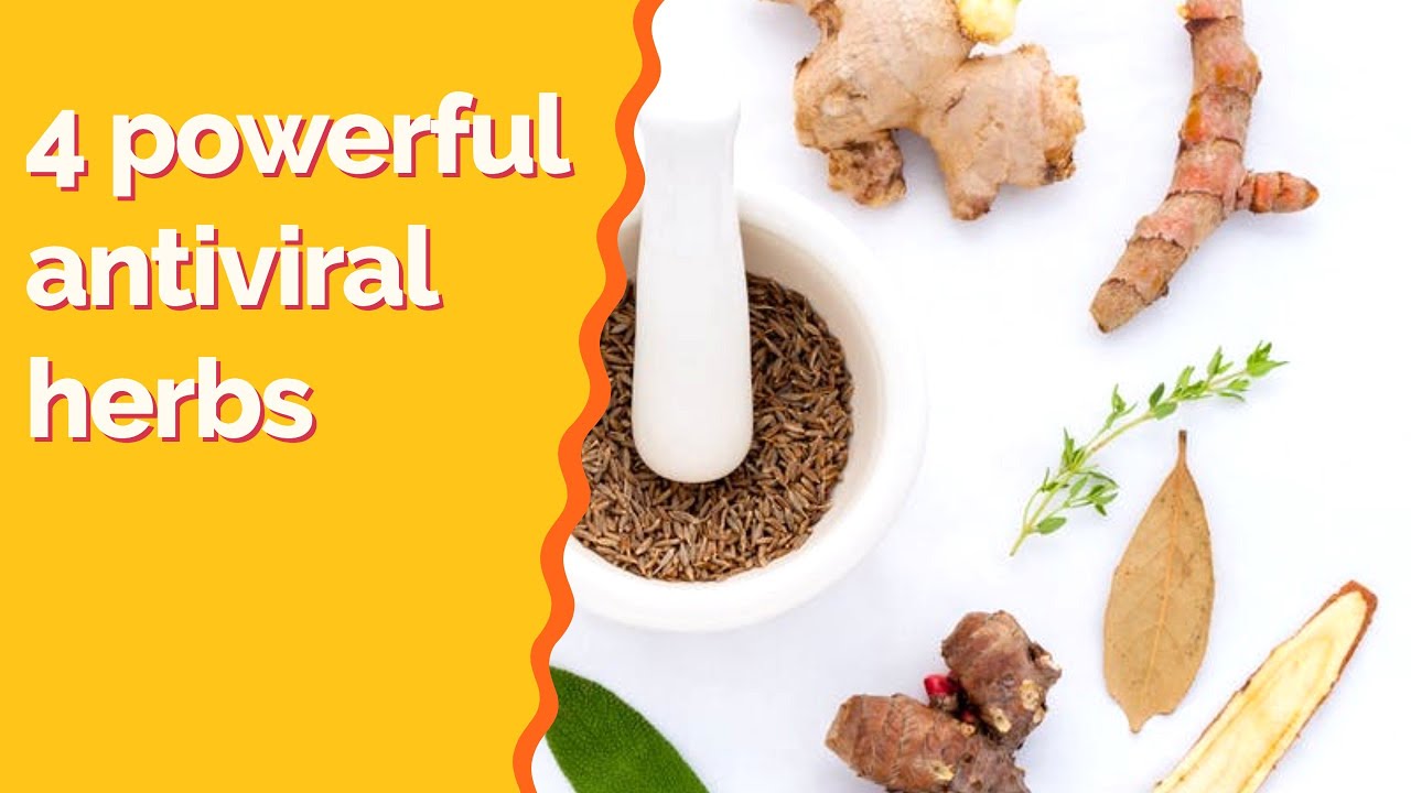 4 powerful Antiviral Herbs | Natural Home Remedies
