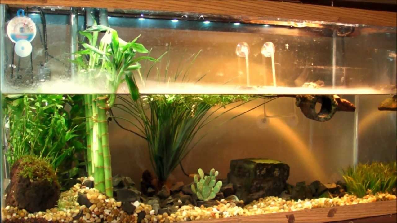 Planted Turtle Tank 