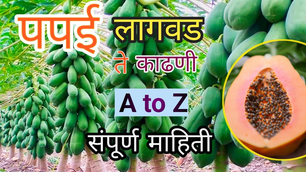 पपई लागवड संपूर्ण माहिती 🔥| Papaya farming in Maharashtra | पपई लागवड | Papai lagvad sampurn mahiti