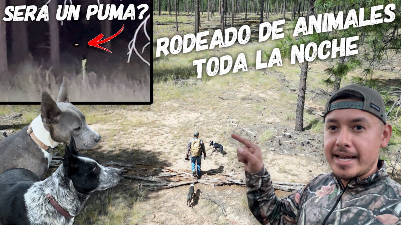 Rodeado De Animales Toda La Noche! 🐺