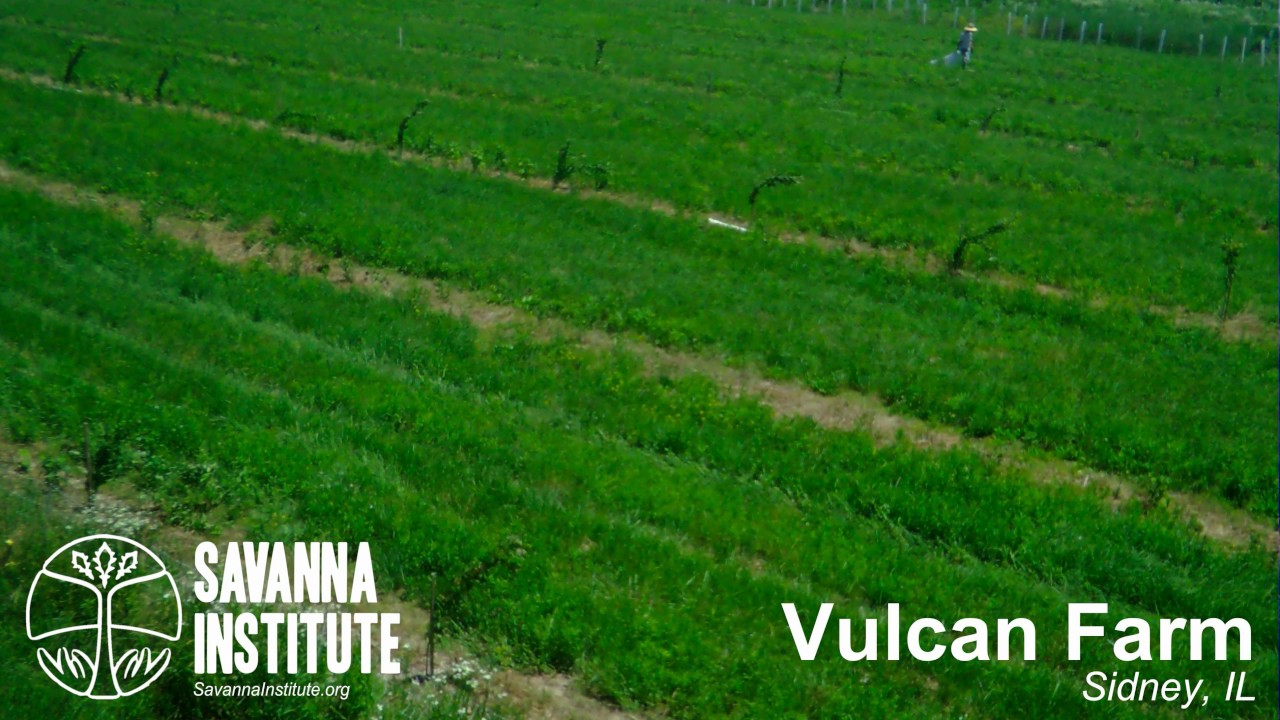 Vulcan Farm Timelapse: Chestnut-Currant Polyculture