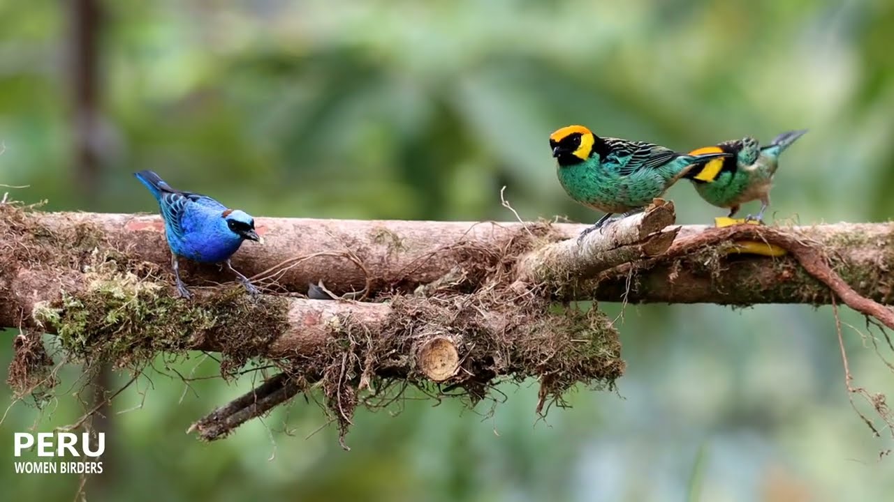 Birds of Manu Road Peru