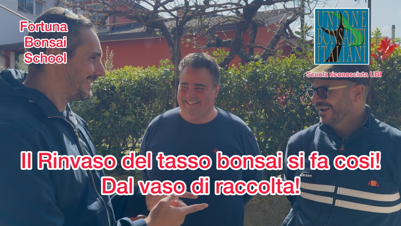 Il rinvaso del tasso bonsai si fa cos&igrave;, dal vaso di raccolta al vaso prebonsai