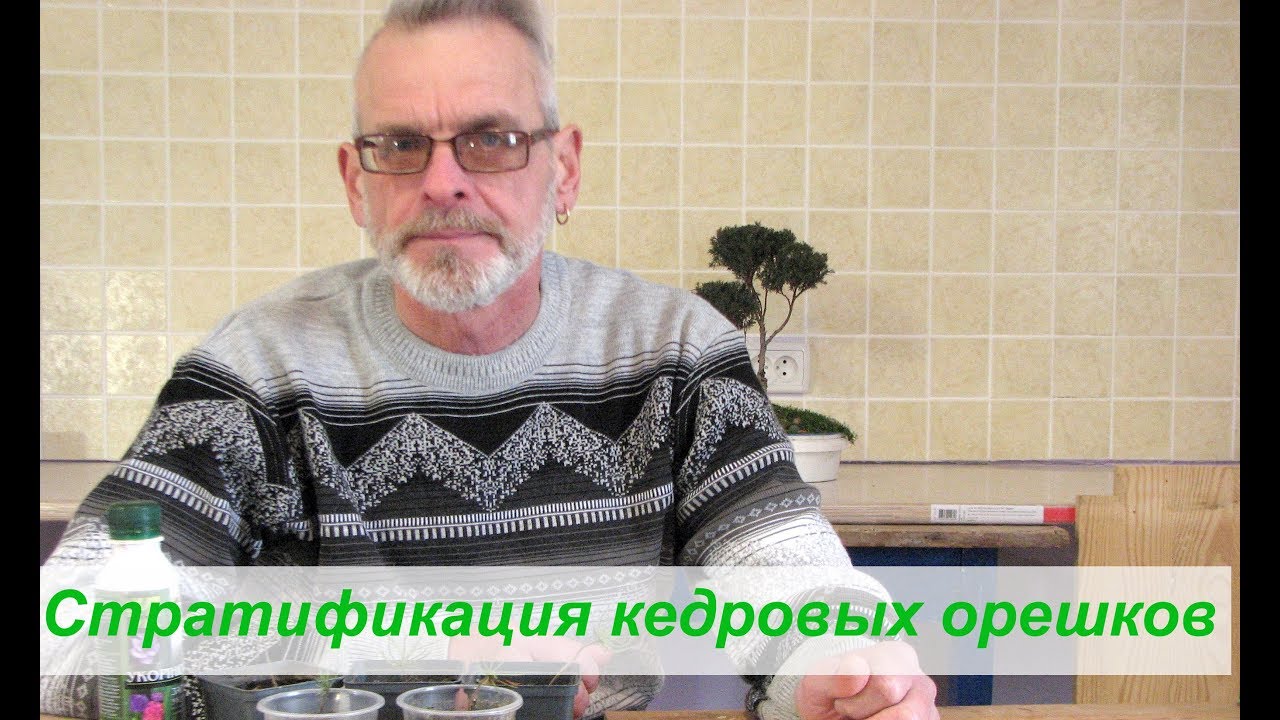 Стратификация кедровых орешков