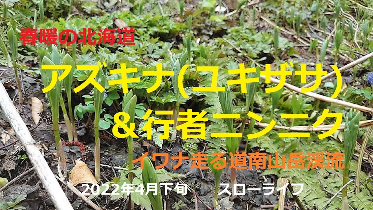 2022年4月下旬   アズキナ(ユキザサ)・行者ニンニク採り　～道南山岳渓流～