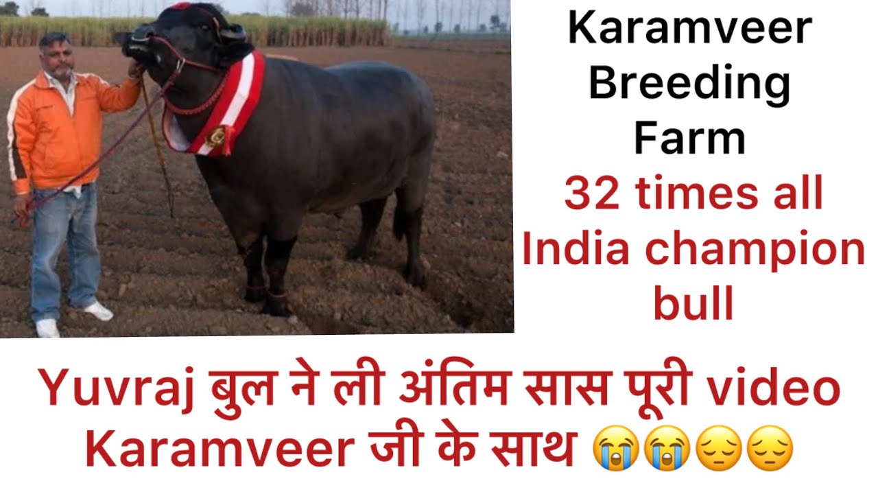 Yuvraj bull ki death 😭😭😔😔