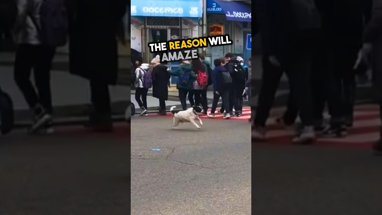This dog is more than just a stray dog 🥹❤️ #shorts