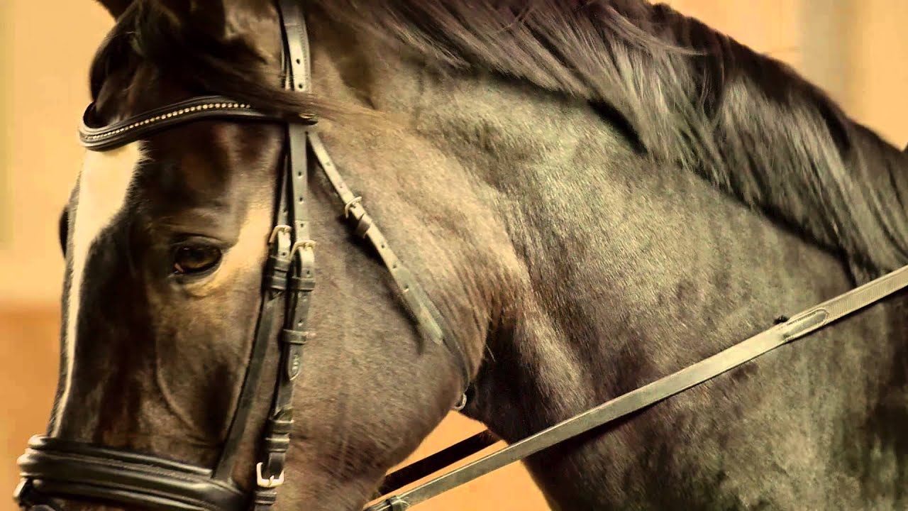 Das Trakehner Gestüt Murtal 2015