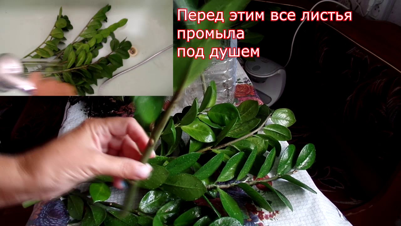 Выбросили замиокулькас . Реанимация  неприхотливого экзотического растения из восточной Африки.