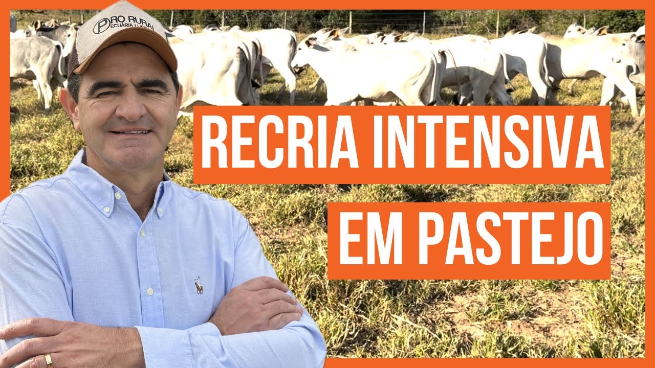Início de Projeto ROTACIONADO ADUBADO e IRRIGADO pra BOVINOS DE CORTE - Recria Intensiva em Pastejo