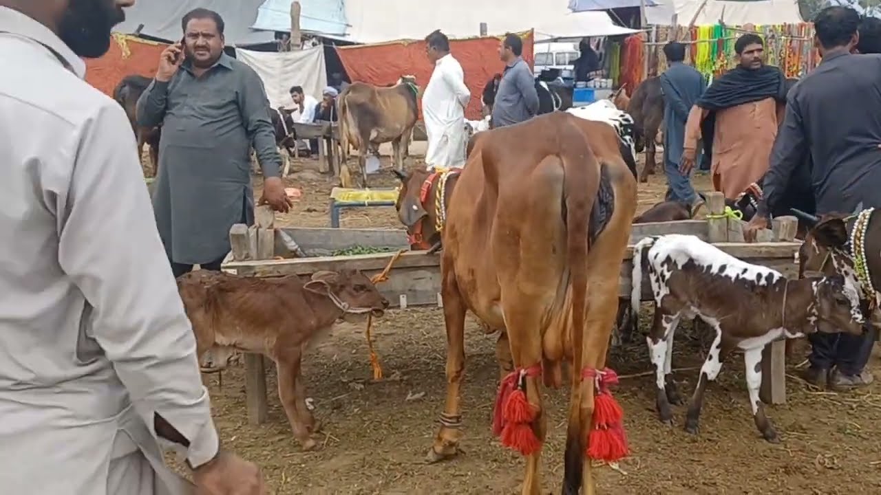 Thursday kharian mandi | beautiful Animals in mandi | milking animals For sale