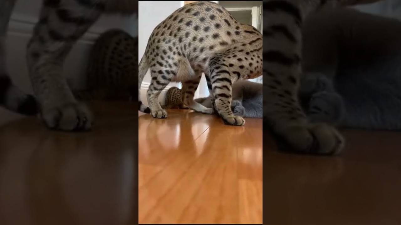 😱🐾 When Mom Cat Walks In, The Fight Ends