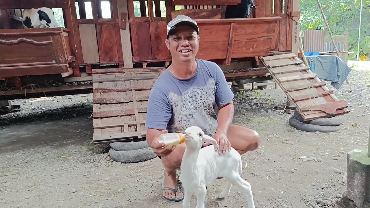 Sekolah Breeding Domba #domba #dombakontes #viral #fyp #shorts #trending