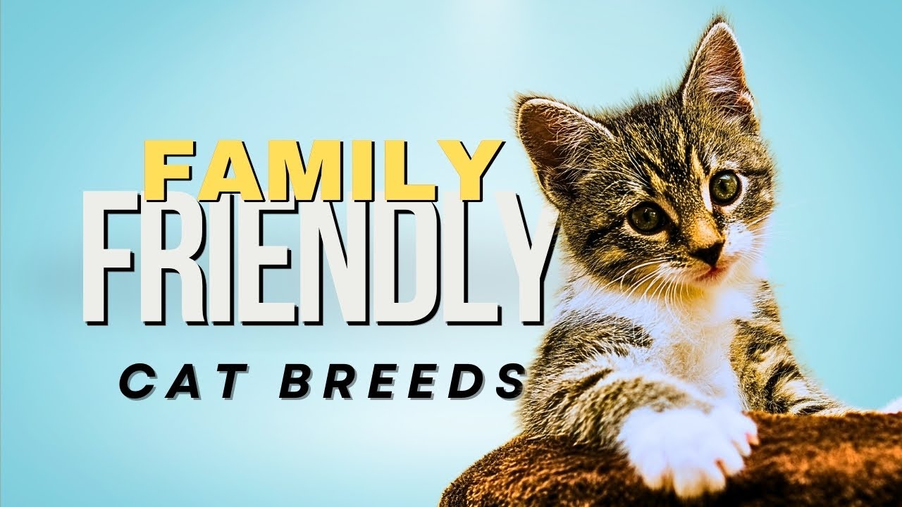 The Most Family-Friendly Cat Breeds