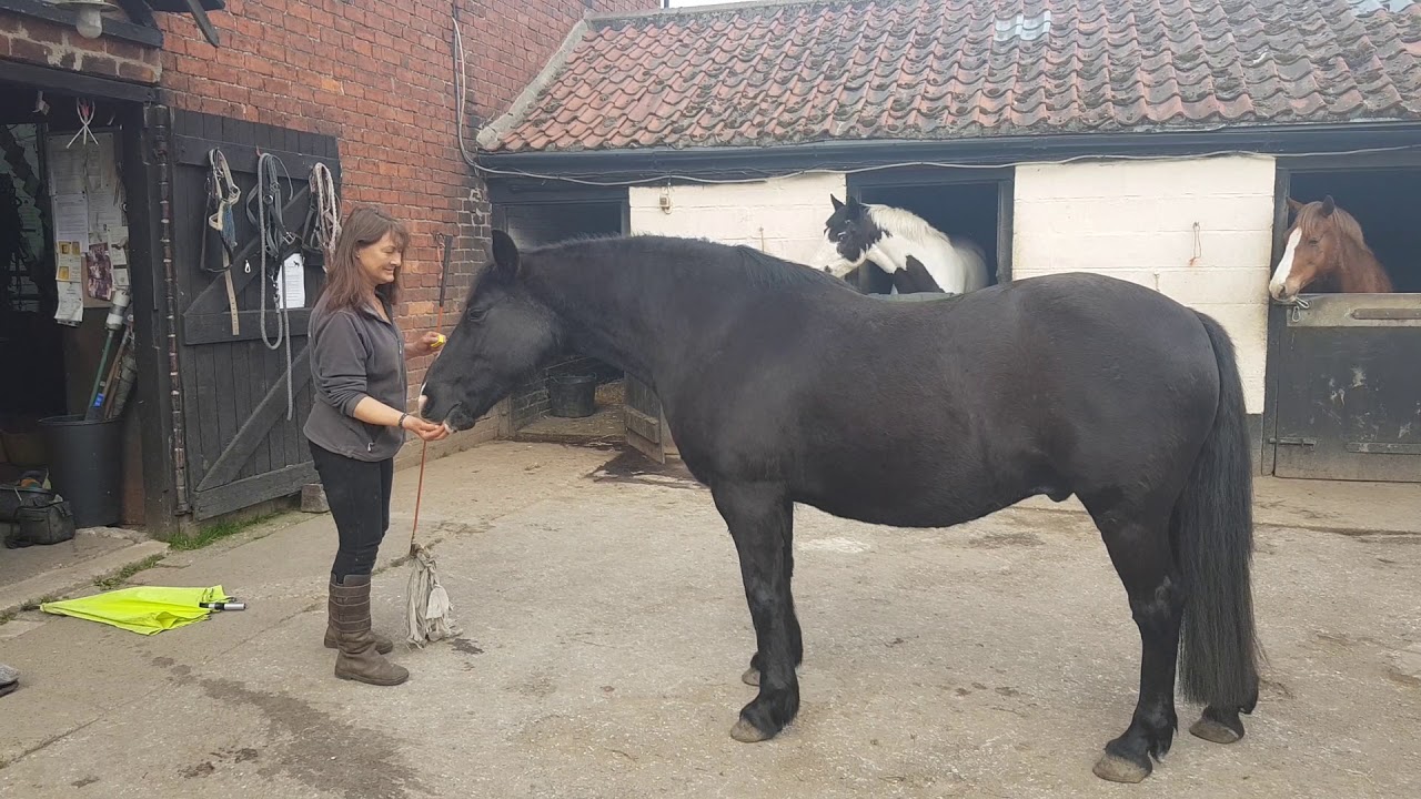 Happy tricks to make you smile! :) Instinctive Horse Training