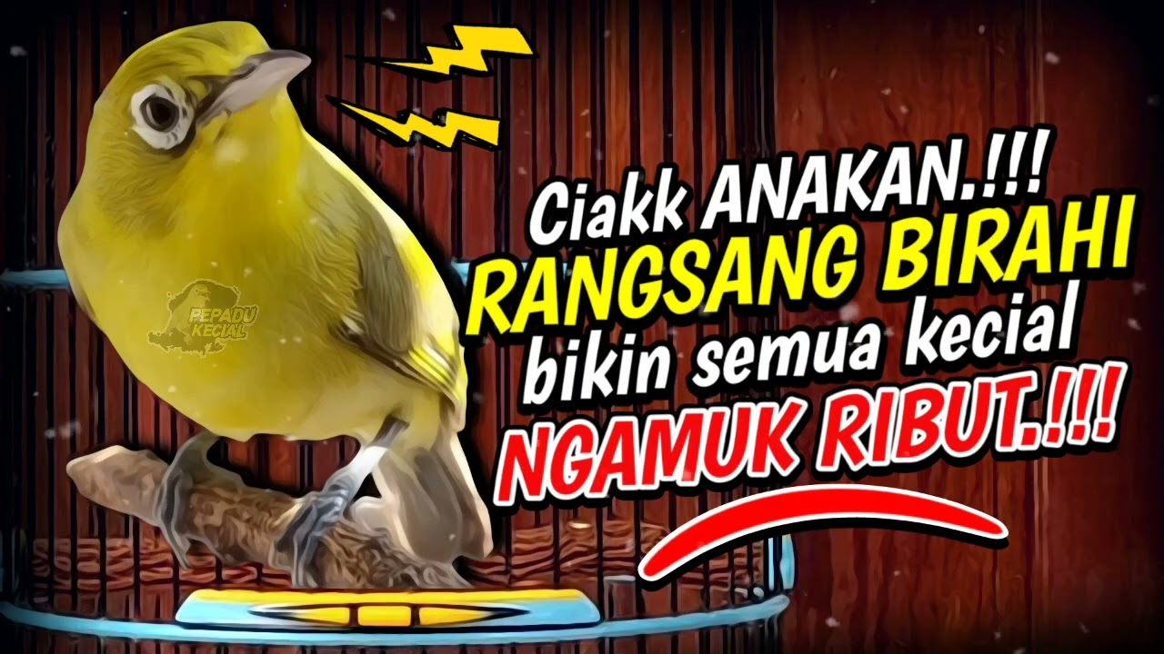Ciak Ciak Anakan Kecial Kuning PERANGSANG BIRAHI‼️Bikin Semua Kecial RIBUT NGAMUK‼️| PEPADU KECIAL