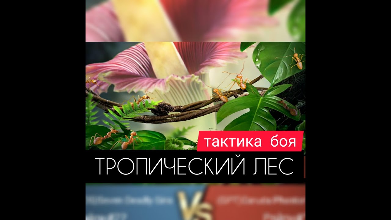 ТРОПИЧЕСКИЙ ЛЕС! ЗАХВАТ, СБОР, ТАКТИКА! Подготовка к бою! The Ants: Underground Kingdom