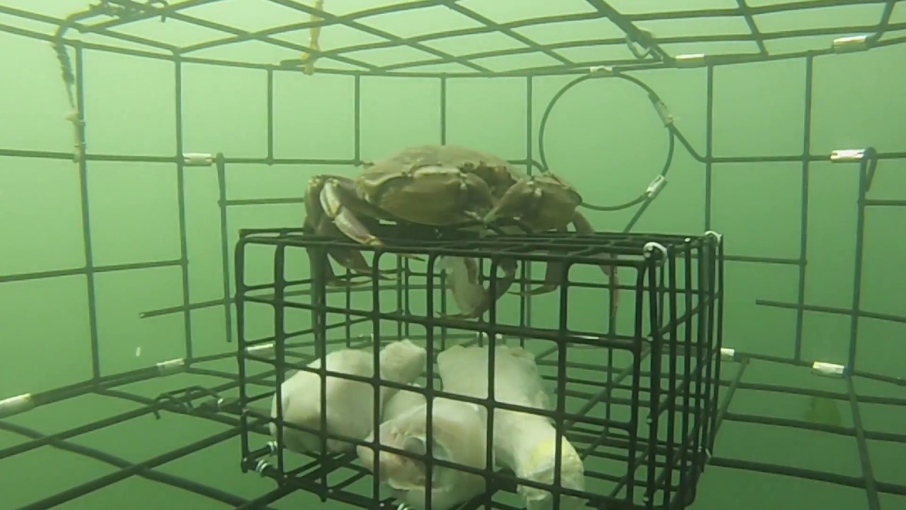 South Puget sound Crabbing from a pier in Tacoma