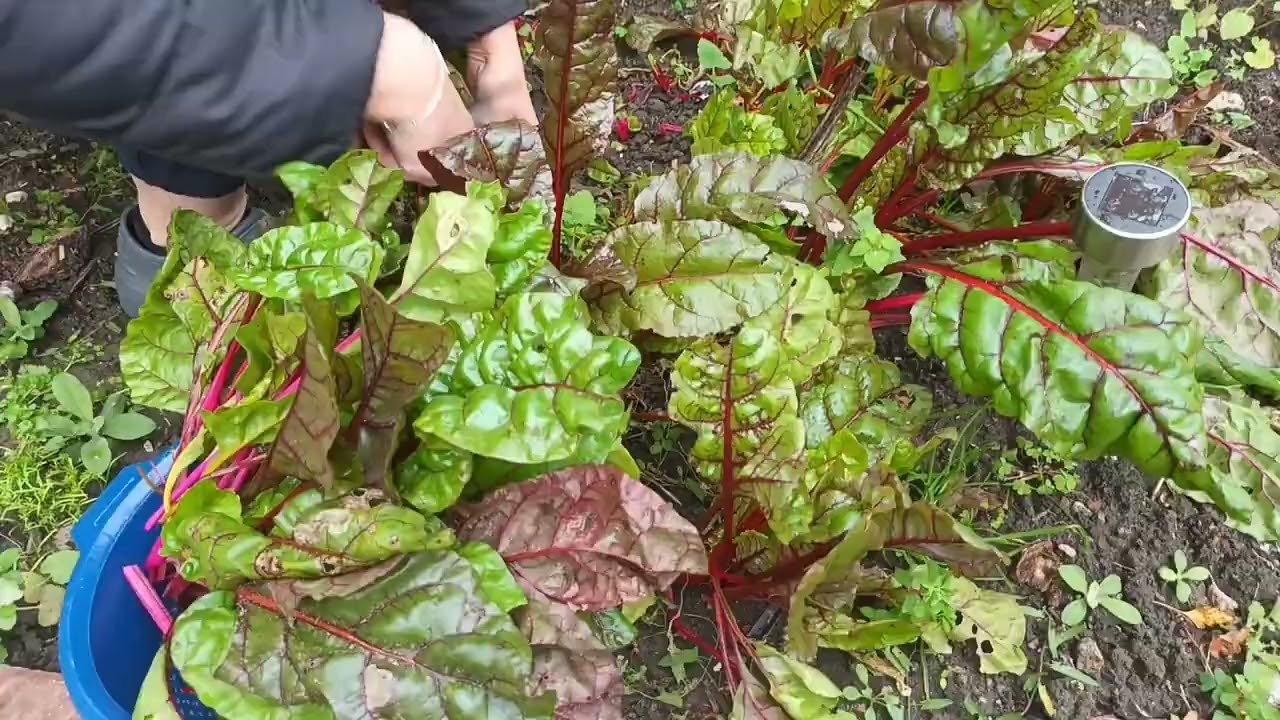 🌿μαζεύουμε σέσκουλα από τον κήπο 🌱και τα φύλλα παντζαριού που βγάλαμε από σπόρο 🥬