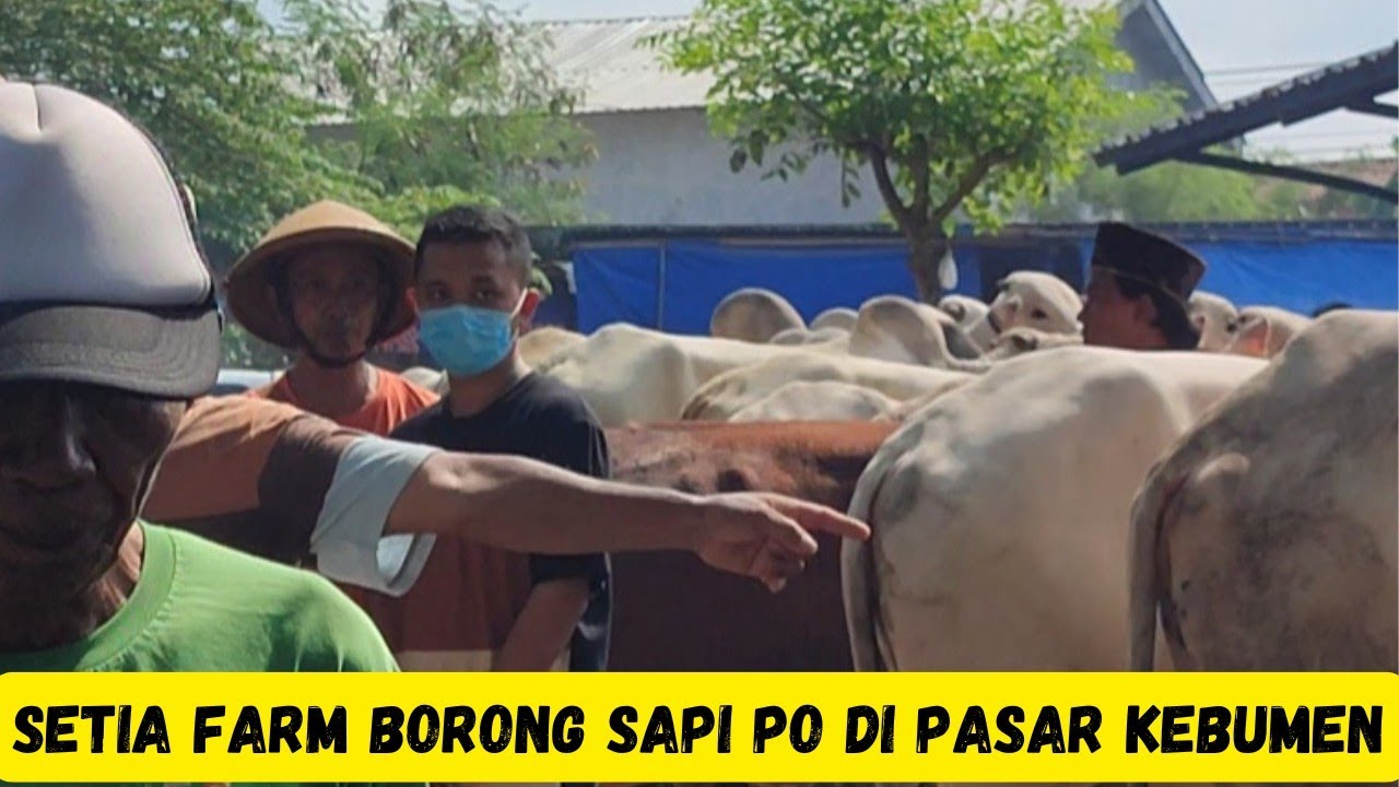 Pasar Sapi Kebumen Banjir Sapi Qurban,Mas Hermawan Setia Farm Borong Sapi PO