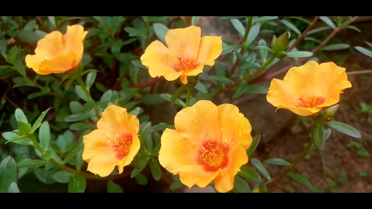 හිතාගන්නවත් බැරි වෙයි #🌻.මේ විදියට කරලා බලන්න 