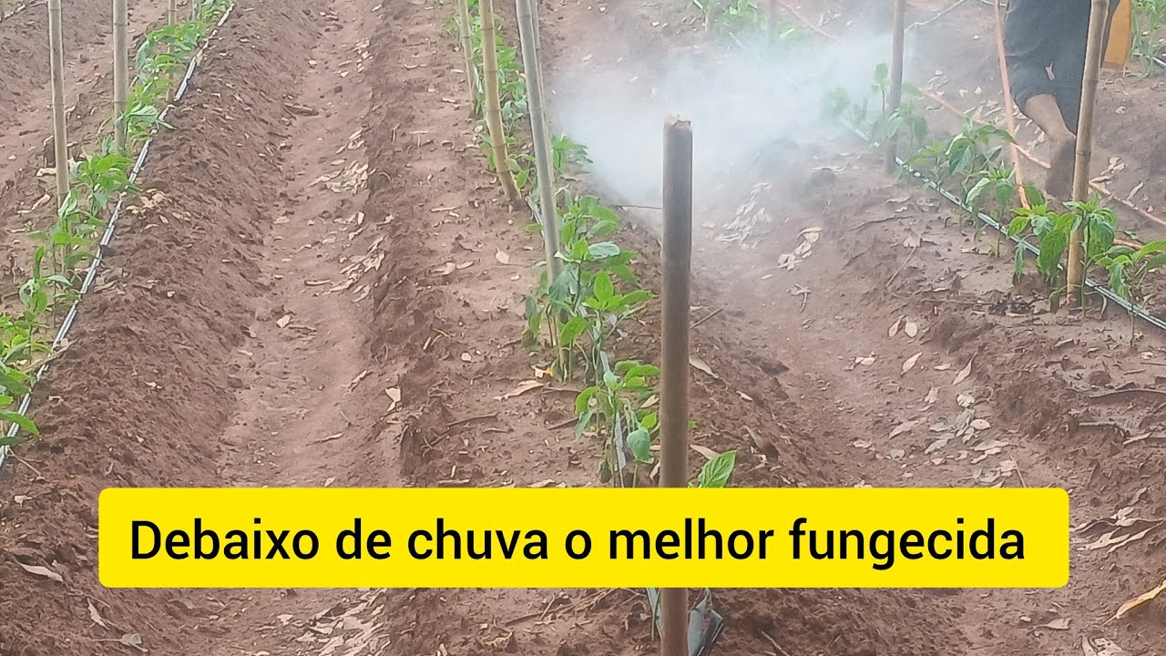 Pimentão dhara!! Fazendo pulverização embaixo de chuva qual produto usar.