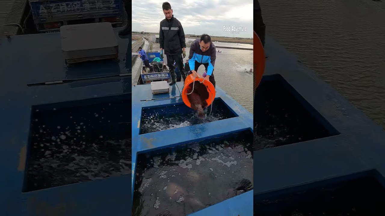 Watch this monster fish get harvested! 🐟💥#GiantGrouper #FishHarvest #SeaMonster #BigCatch #Fishing