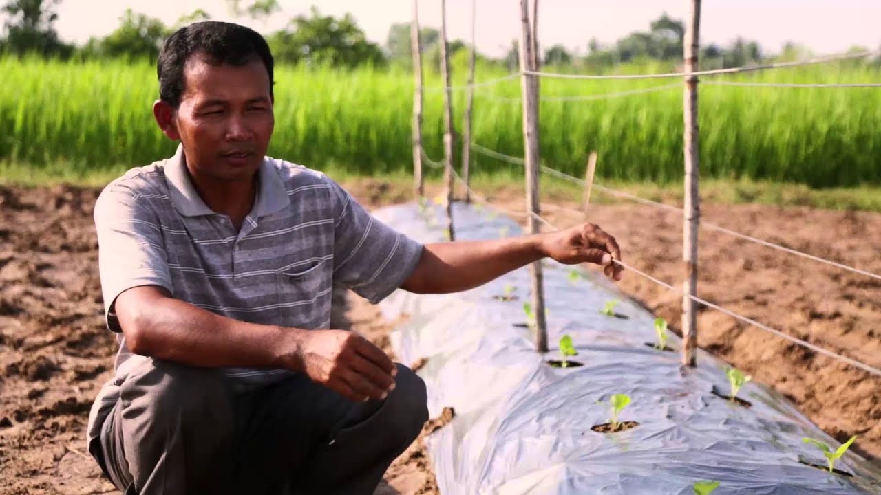 បច្ចេកទេស ដាំត្រប់ TSSD Cambodia (upload by Chanthou)