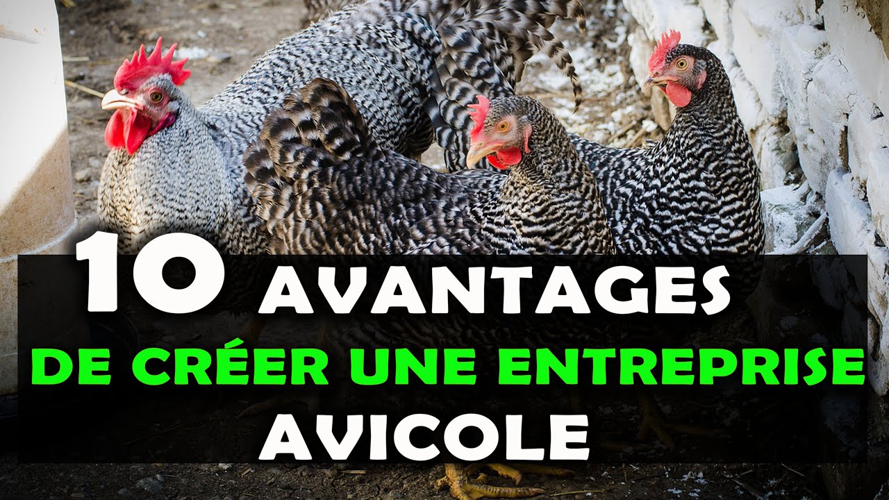 Voici 10 raisons pour lesquelles investir dans l'&eacute;levage de poulet est tr&egrave;s rentable en Afrique