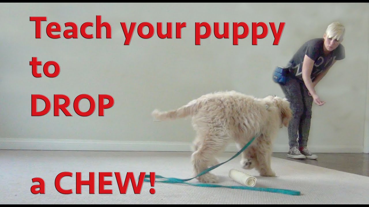 Preventing Resource Guarding in Puppies - Drop