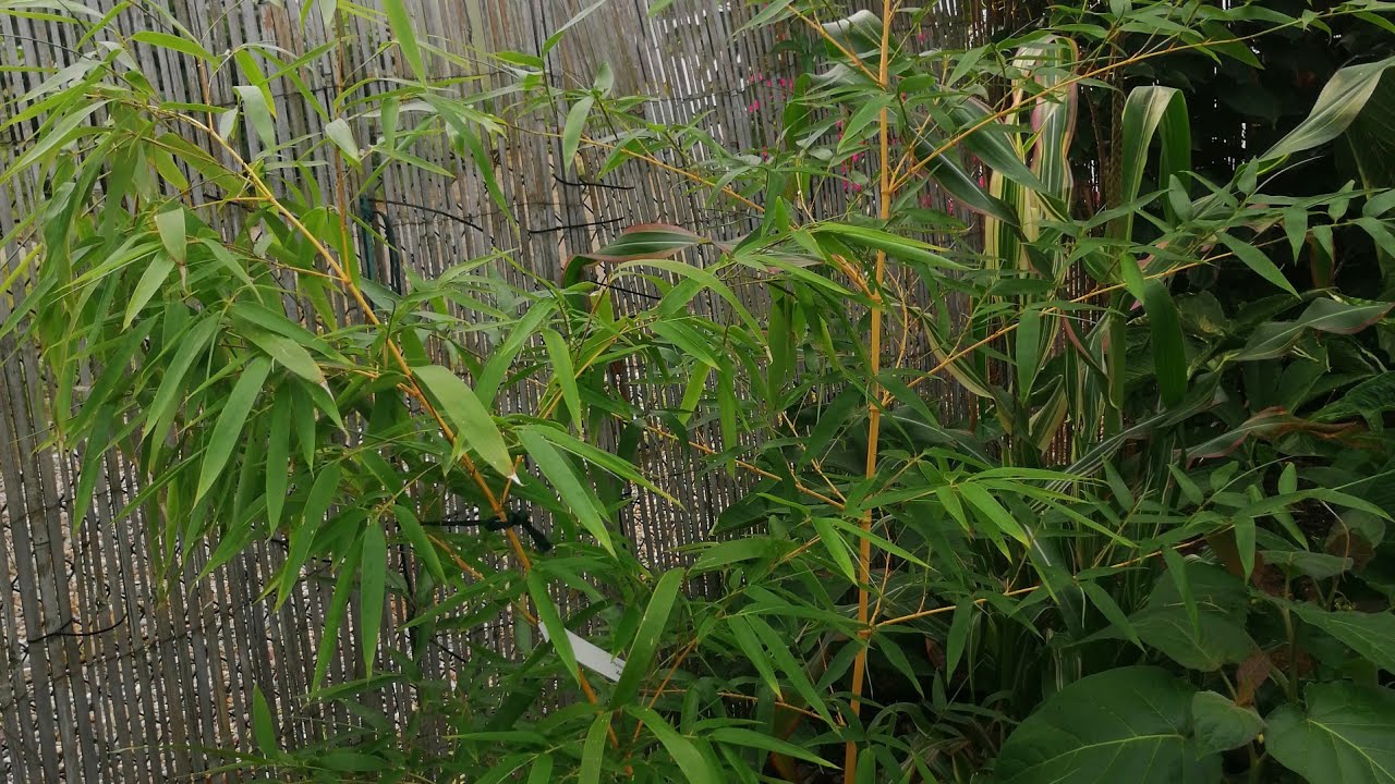 400#. Bambus w ogrodzie ( Phyllostachys Vivax) 10.08.20