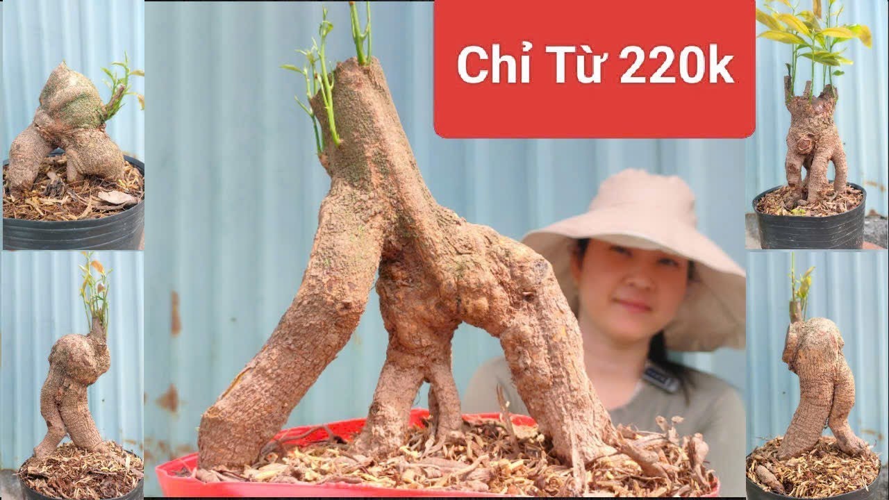 (Mỹ Châu #zalo_0944383255)#Mai xù & mai Bonsai thuần chậu GL 10/3/26 ĐC:P.Bình Thủy,CT