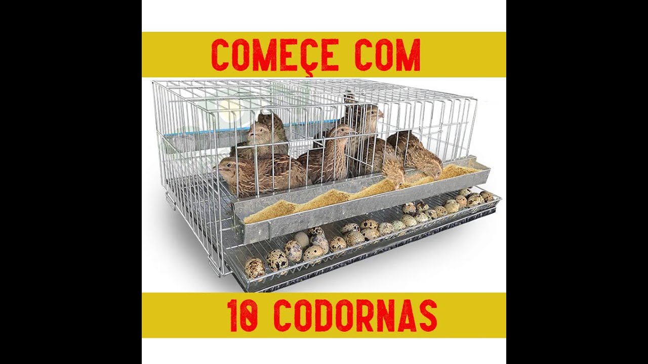COMO INCIAR UMA CRIAÇÃO DE CODORNAS COM APENAS 10 CODORNAS!