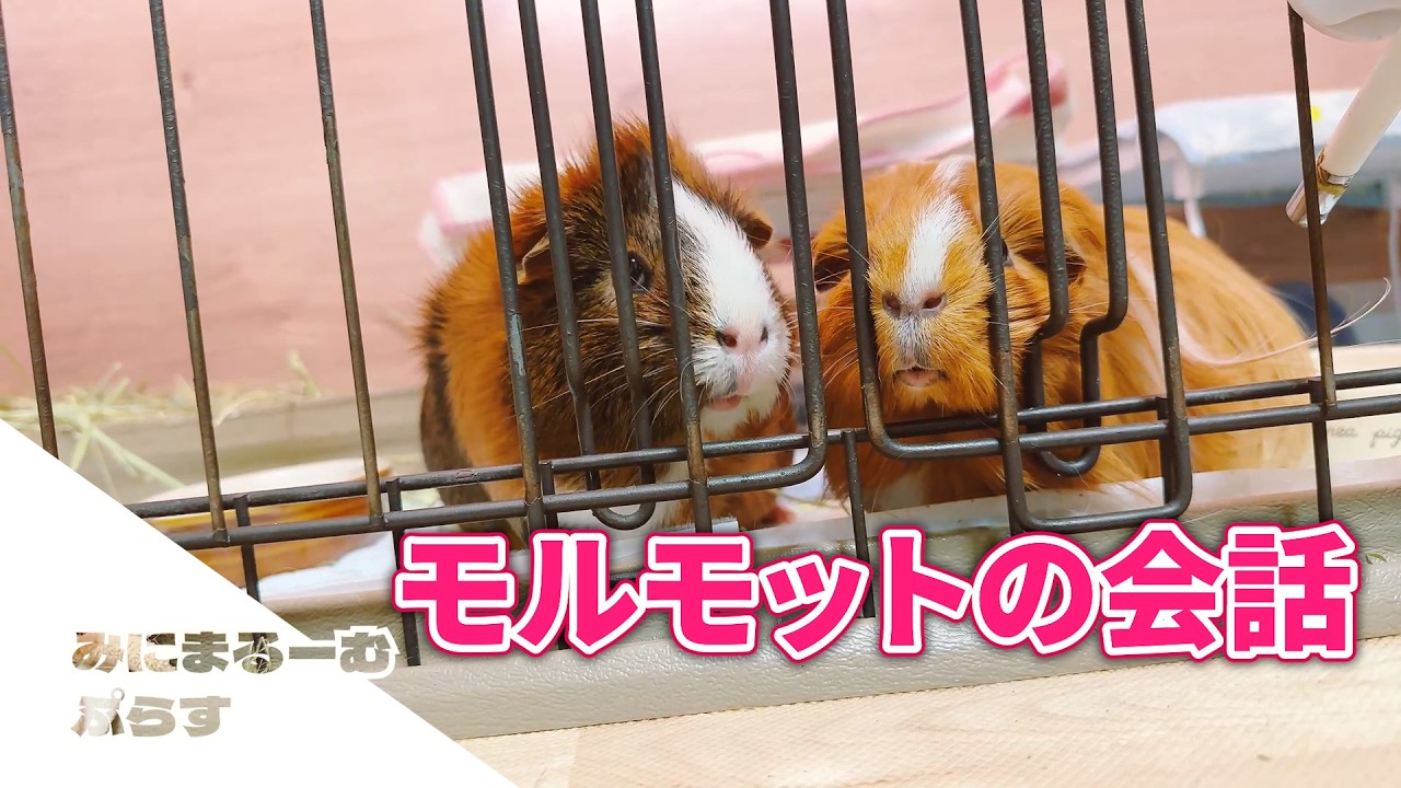 【モルモット】おしゃべり上手な２匹🐹🌞|ペットVlog・かわいい動物の日常