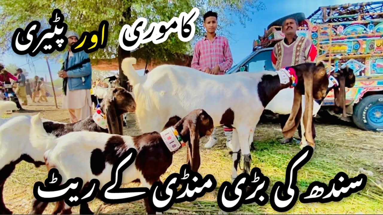Sindh Bakra Mandi Latest Update || Pure Kamori And Pateri Goat Price In Bakra Mandi 