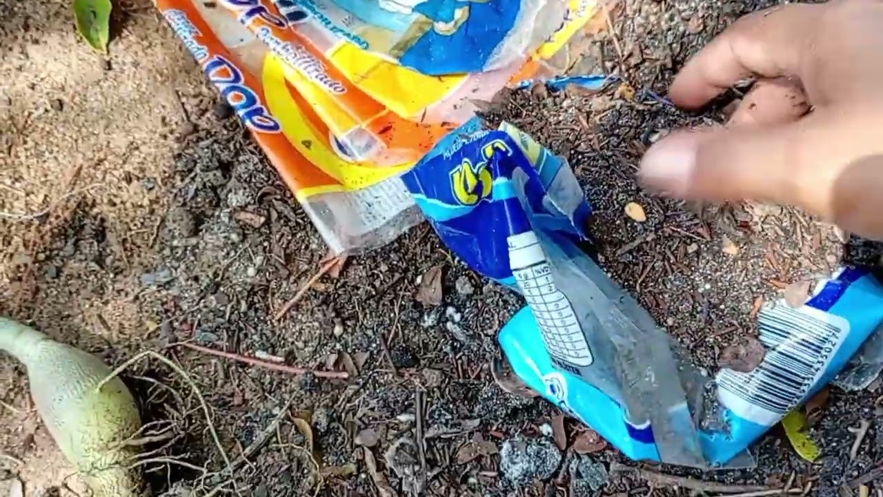 Replantio de rosa do Deserto ( REPLANTIO )