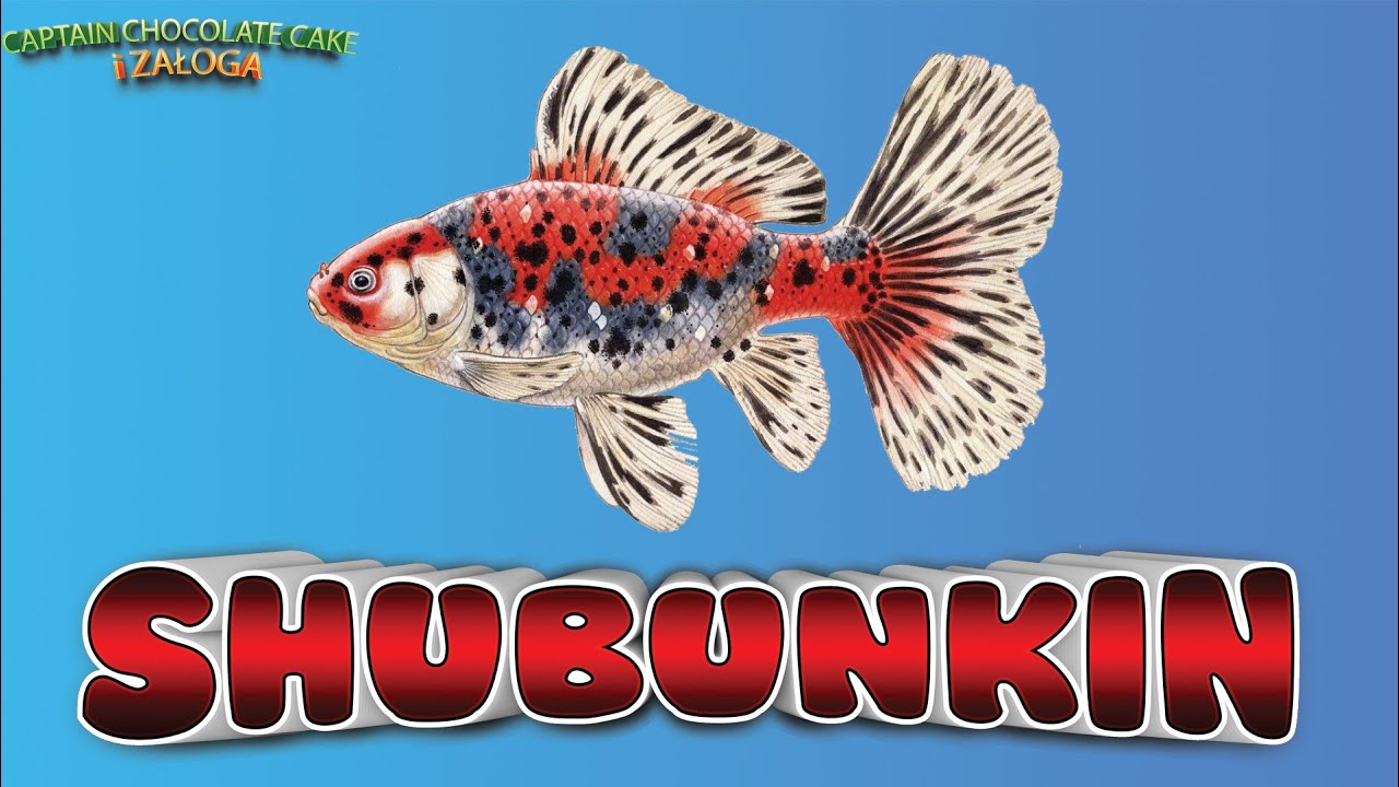 Szubunkin (shubunkin), odmiany. Czym jest kolor calico?